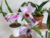 Roebling Blau indigo Blc.Morning Glory Valentine Kiss Cattleya percivalliana Summit x Centro Remolacho